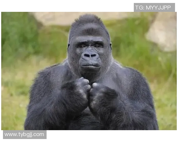 哈哲尔与卡利杰的巅峰对决谁能笑到最后揭开胜负之谜 哈哲尔与卡利杰的巅峰对决谁能笑到最后揭开胜负之谜